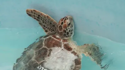 thumbnail - S1:E7 Turtle Time!