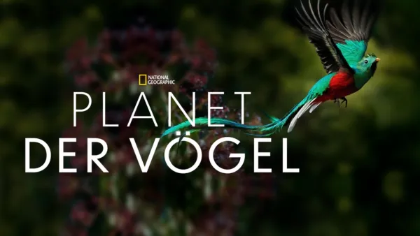 thumbnail - Planet der Vögel