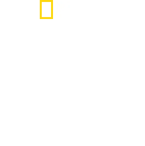 魅惑的翅膀：天堂鸟