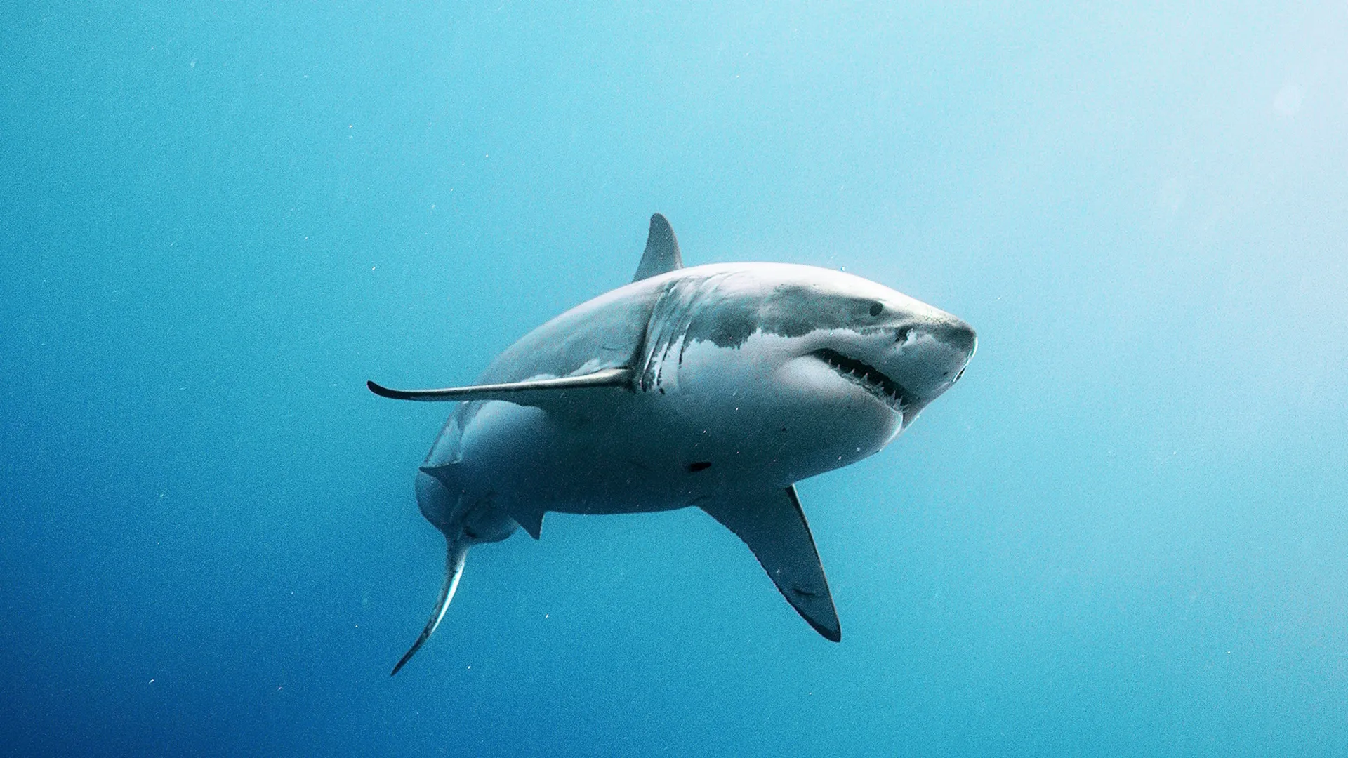 thumbnail - T1:E1 California Great Whites