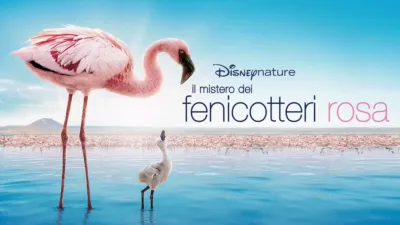 Il Mistero dei Fenicotteri Rosa