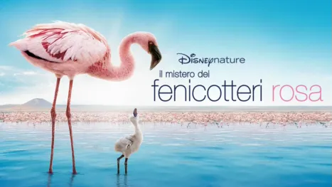 thumbnail - Il Mistero dei Fenicotteri Rosa