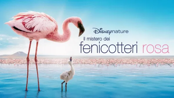 thumbnail - Il Mistero dei Fenicotteri Rosa