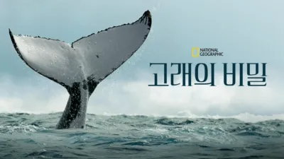 고래의 비밀