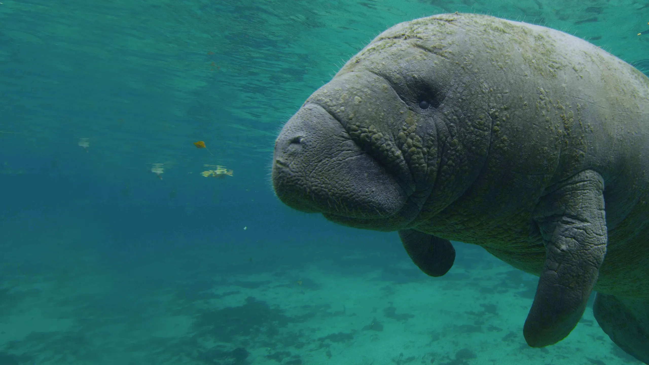 America's National Parks (Classic)