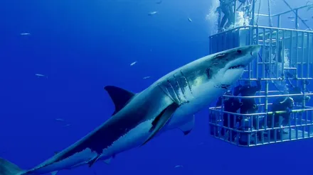 Haie: Monster Der Medien