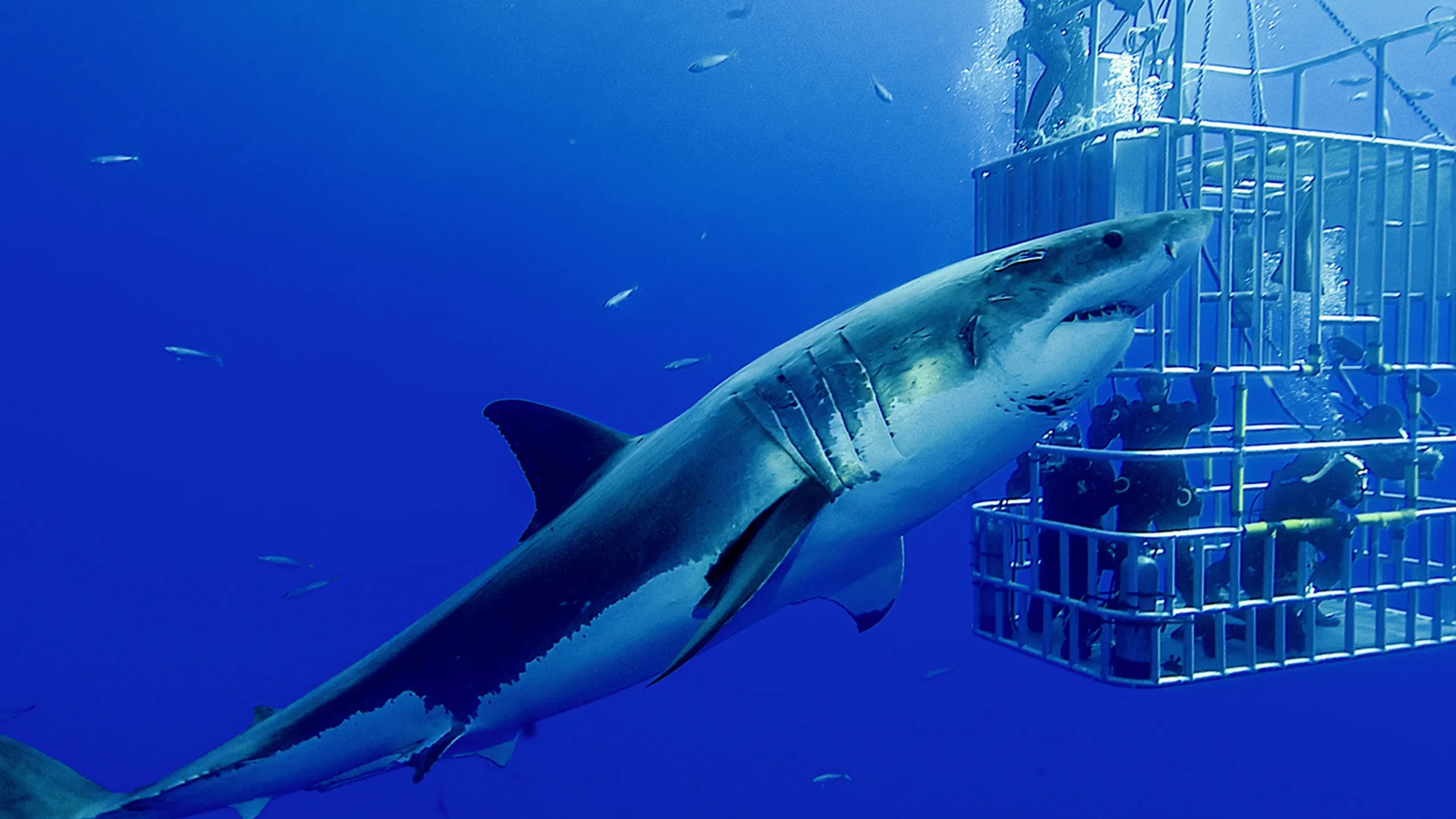 Haie: Monster Der Medien