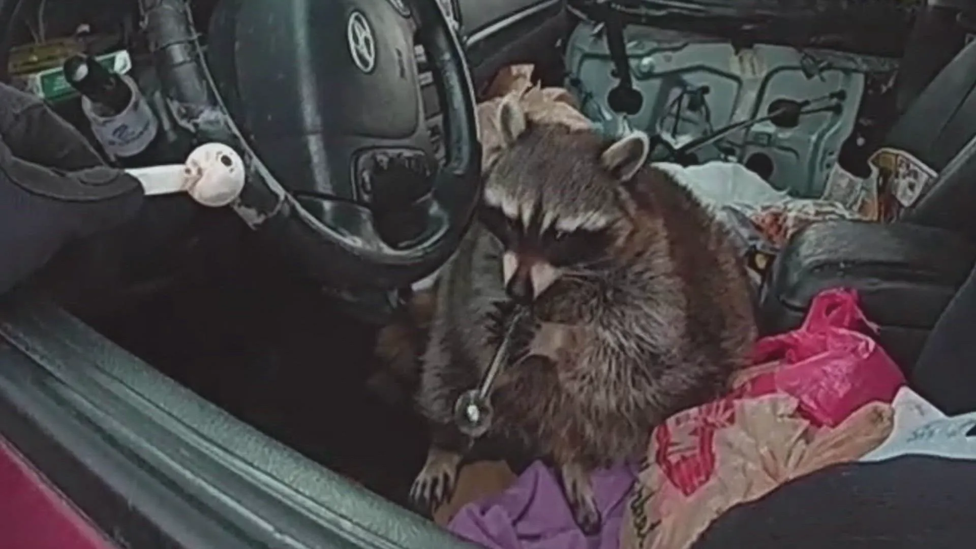 thumbnail - S3:E6 Meth Raccoon