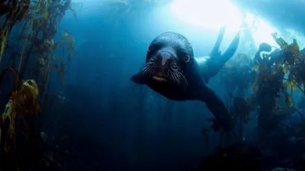 Pristine Seas: Meriä suojelemassa