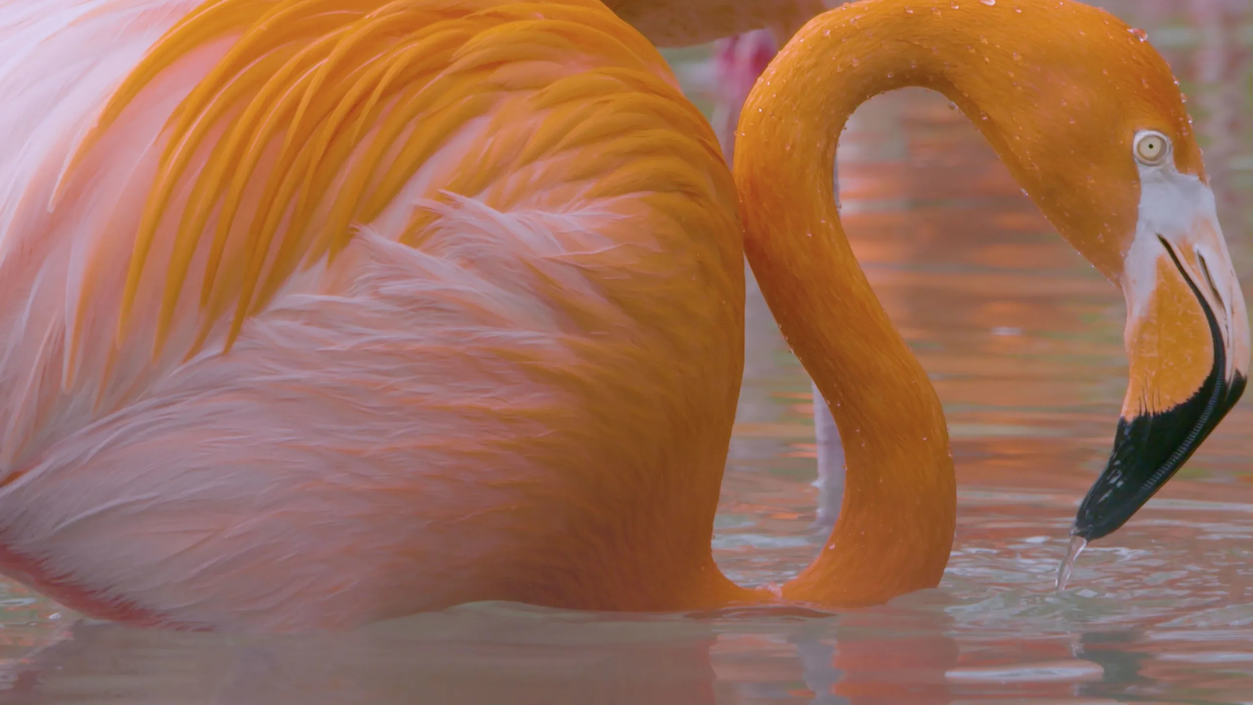 thumbnail - S5:E1 Flock Star
