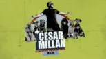 thumbnail - Cesar Millan真人骚