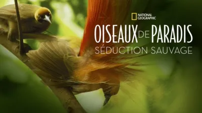 Oiseaux de paradis: Séduction sauvage