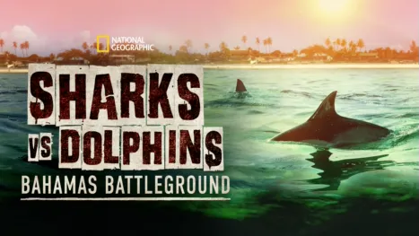 thumbnail - Requins vs dauphins : la guerre des Bahamas