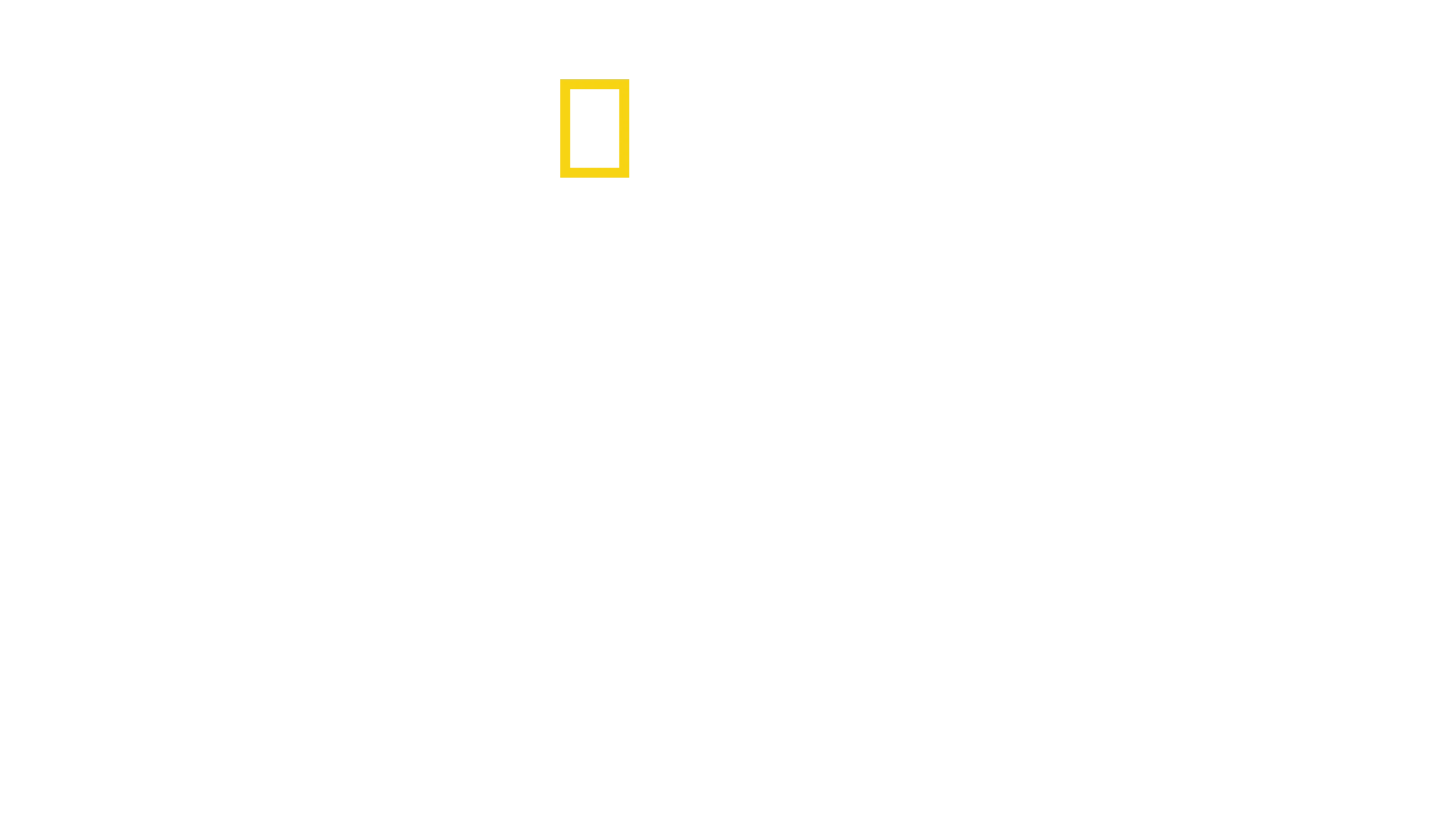 El gran tiburón martillo