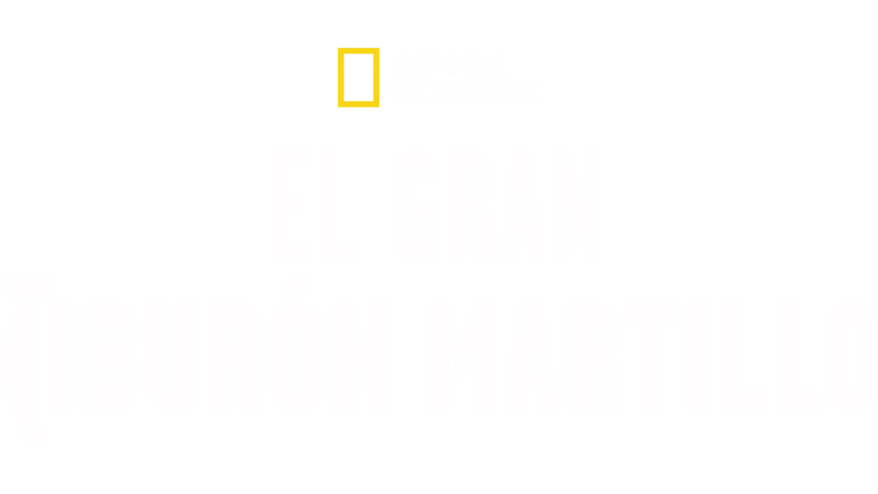 El gran tiburón martillo