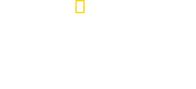 El gran tiburón martillo
