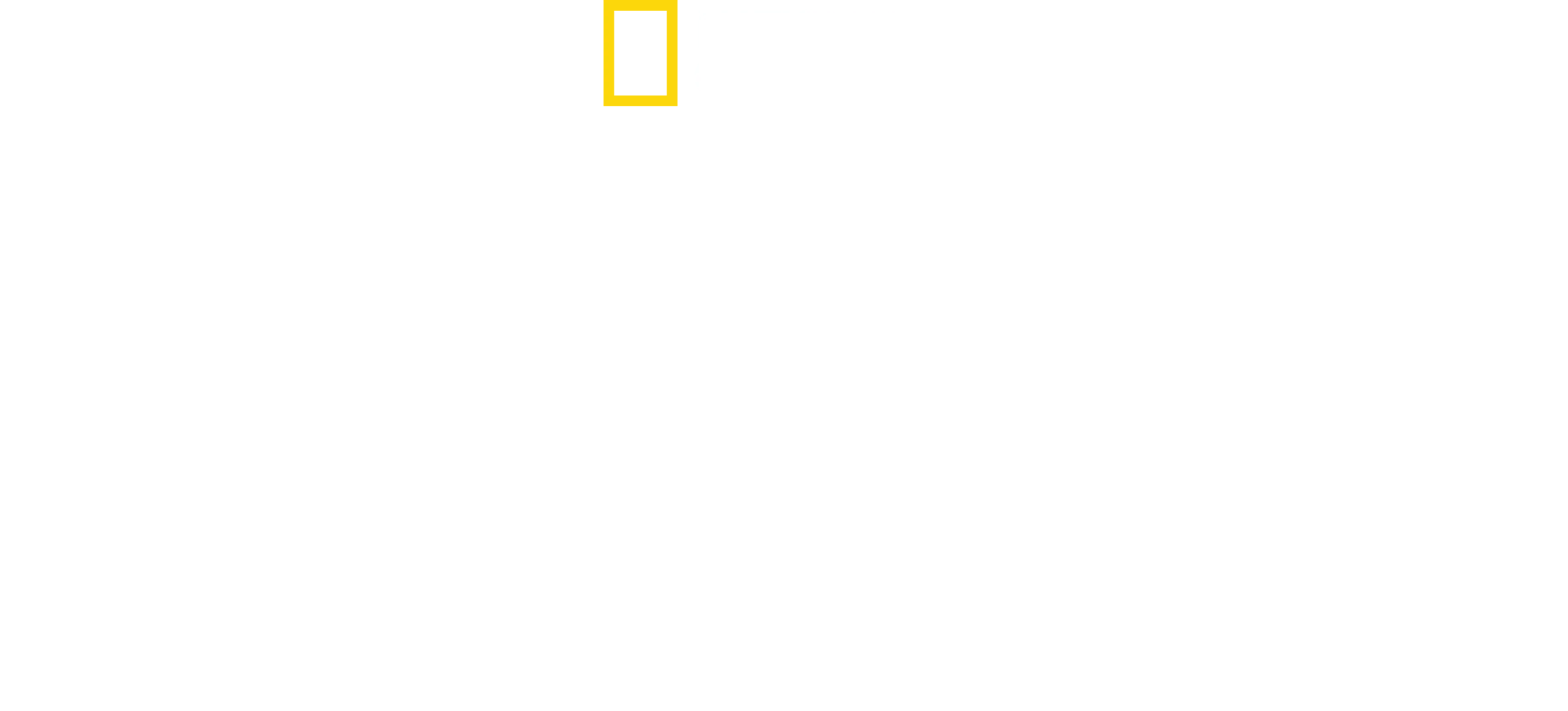 El gran tiburón martillo