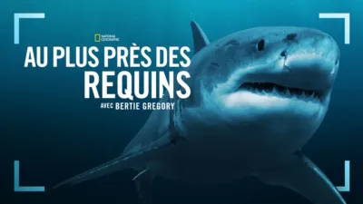 Au plus près des requins avec Bertie Gregory