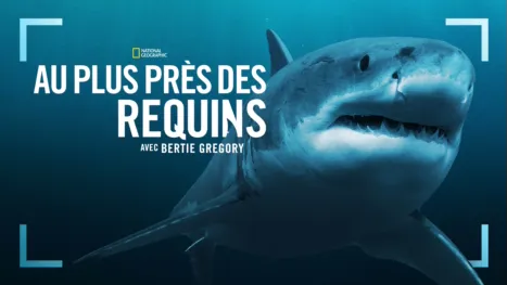thumbnail - Au plus près des requins avec Bertie Gregory