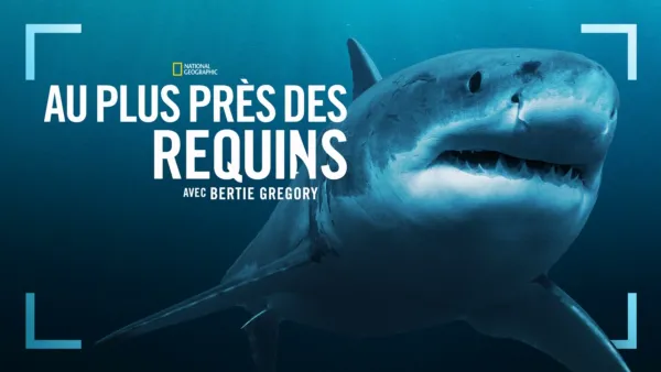 thumbnail - Au plus près des requins avec Bertie Gregory