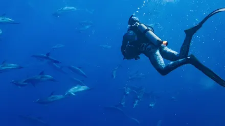 Dolphins Up Close with Bertie Gregory