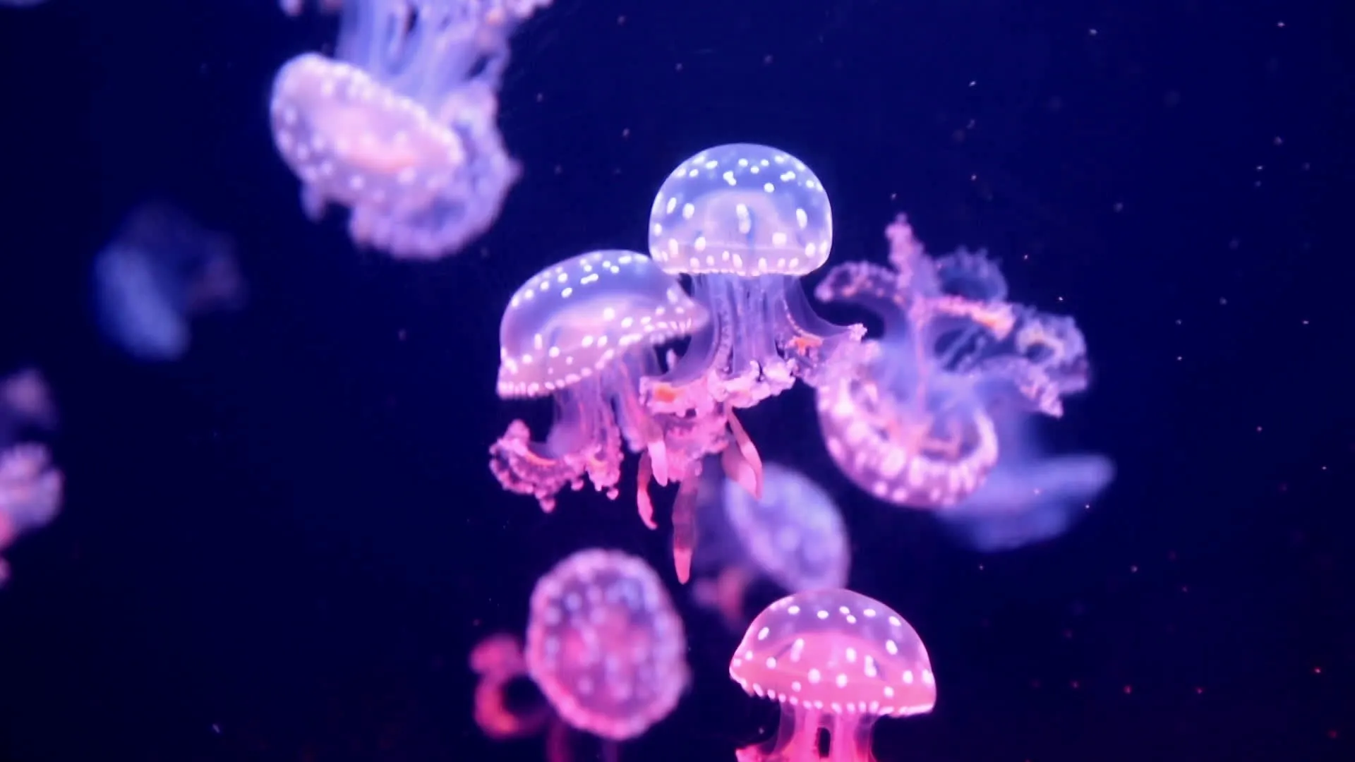 thumbnail - S1:E1 MonsterQuest: Deadly Jellyfish