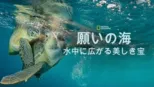 thumbnail - 願いの海：水中に広がる美しき宝