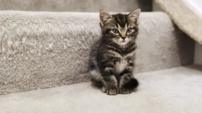 thumbnail - S1:E3 Cockapoos and Mini Zoos