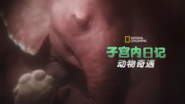 thumbnail - 子宫内日记：动物奇遇