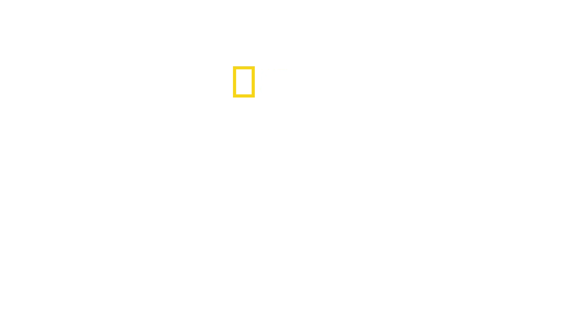United Sharks of America
