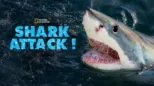 thumbnail - Shark Attack !