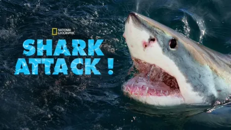thumbnail - Shark Attack !