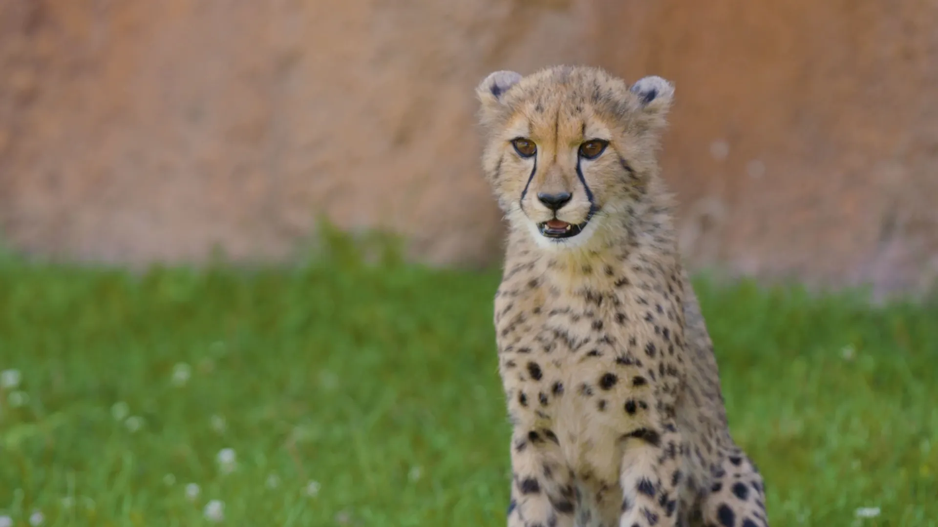 thumbnail - S5:E8 A Giraffe is Born