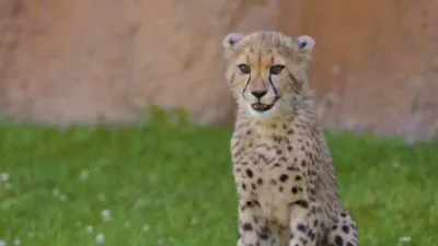 thumbnail - S5:E8 A Giraffe is Born