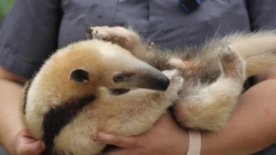 thumbnail - S4:E6 Wake Me Up Before You Bongo