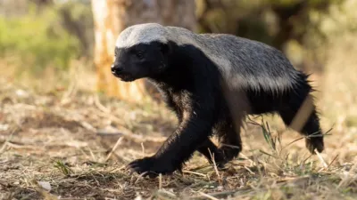 thumbnail - Superzeroes