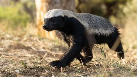 thumbnail - Superceros