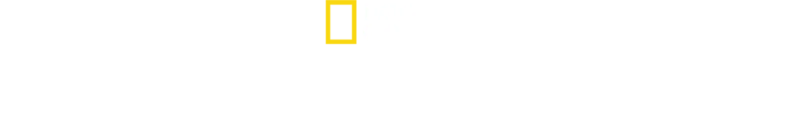 Hai vs. Krokodil