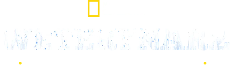 Weterynarz z powołania