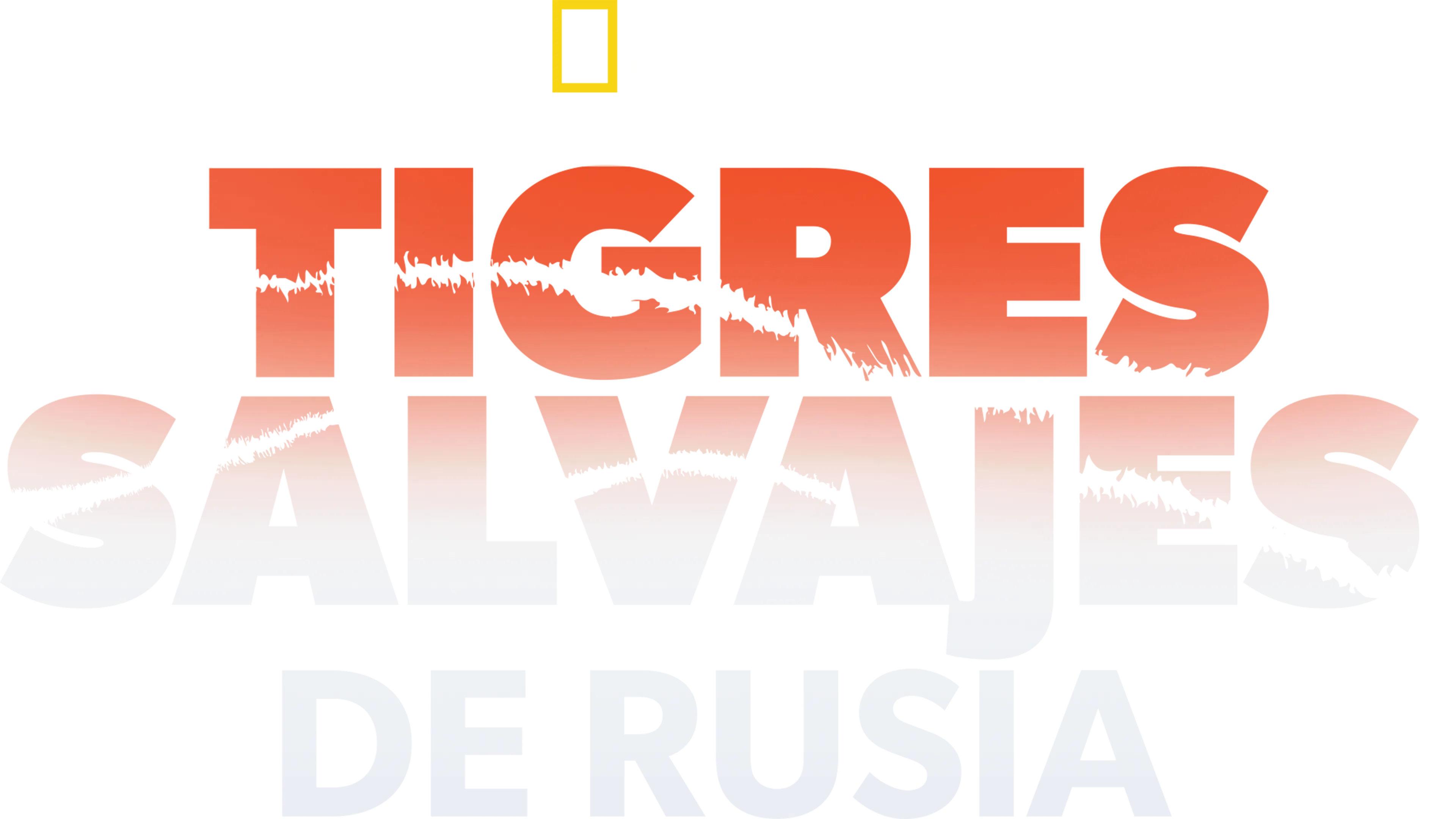 Tigres salvajes de Rusia