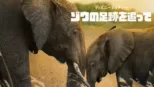 thumbnail - ディズニーネイチャー／ゾウの足跡を追って