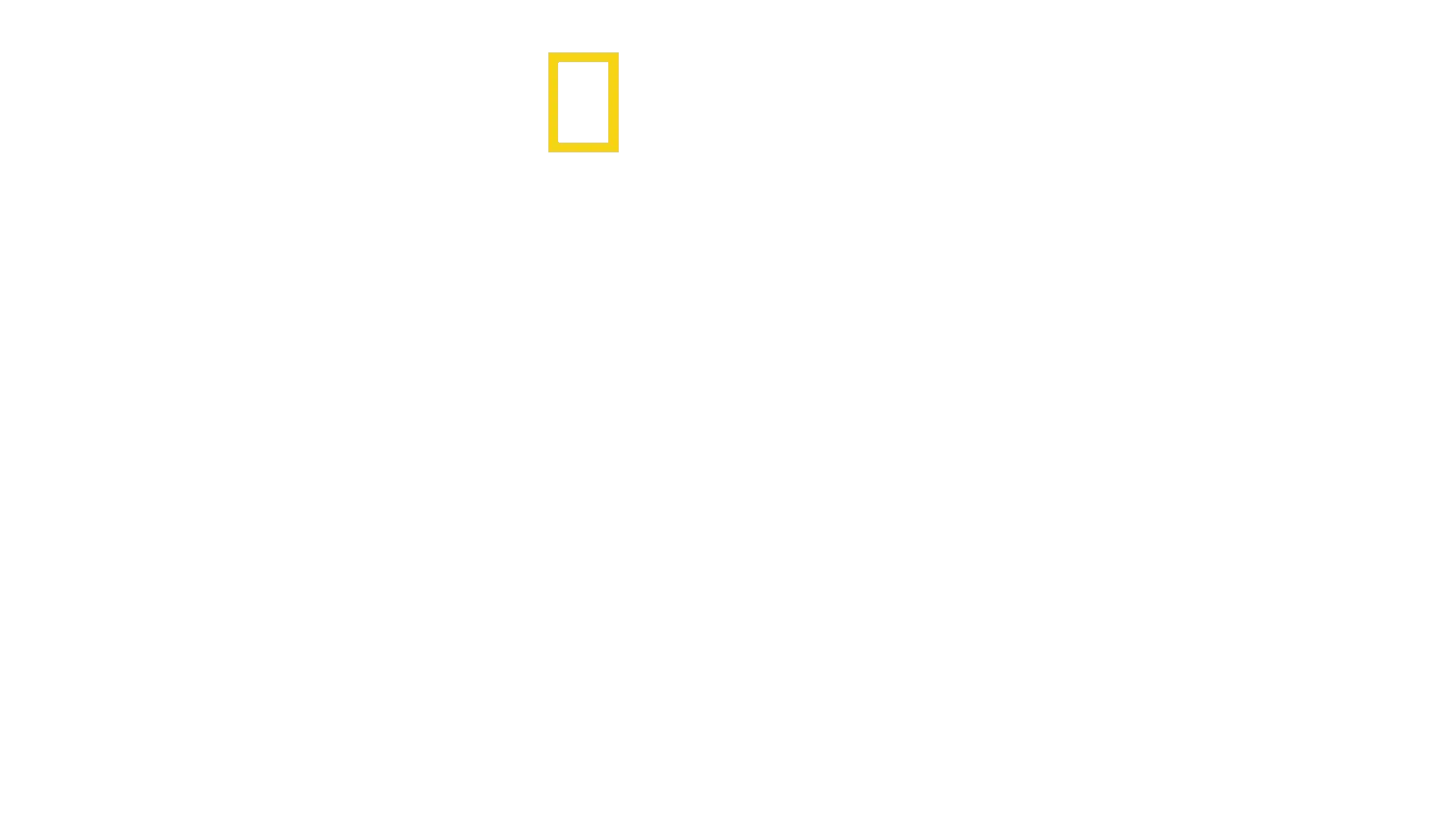 Leones en los Árboles
