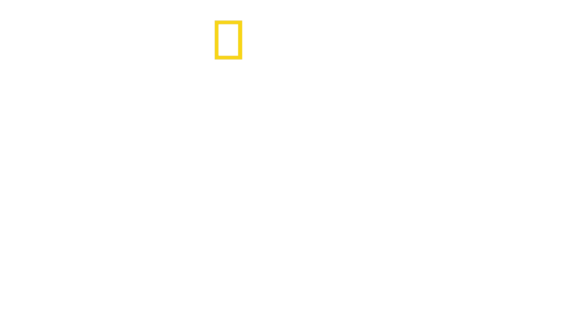 Leones en los Árboles