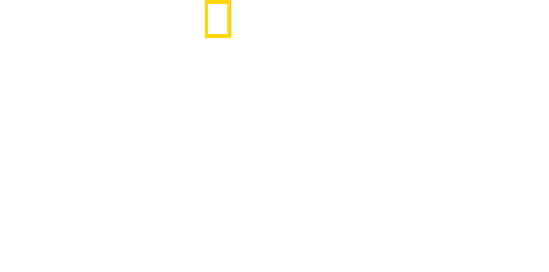 Leones en los Árboles