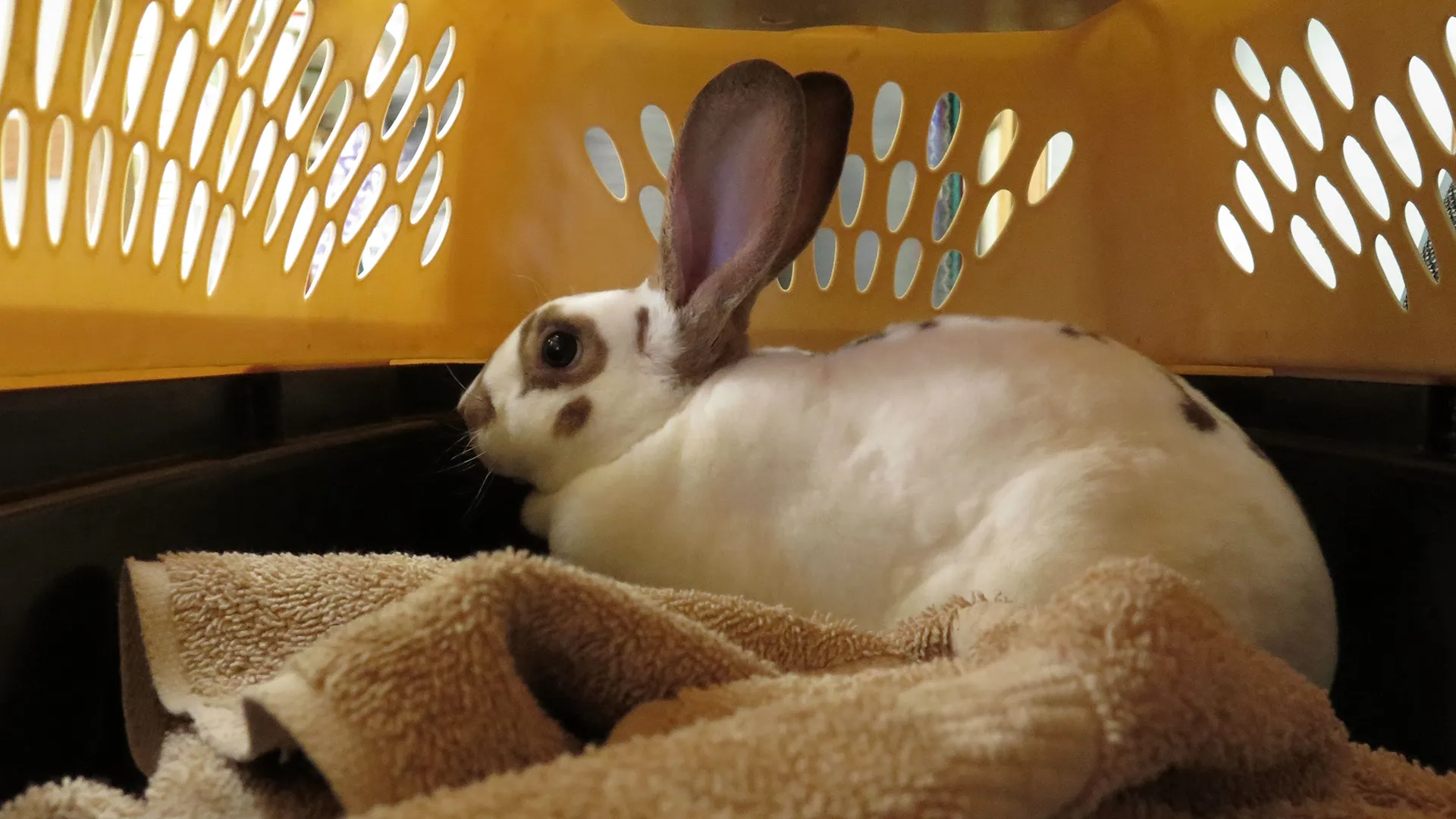 thumbnail - S10:E2 Show Me The Bunny
