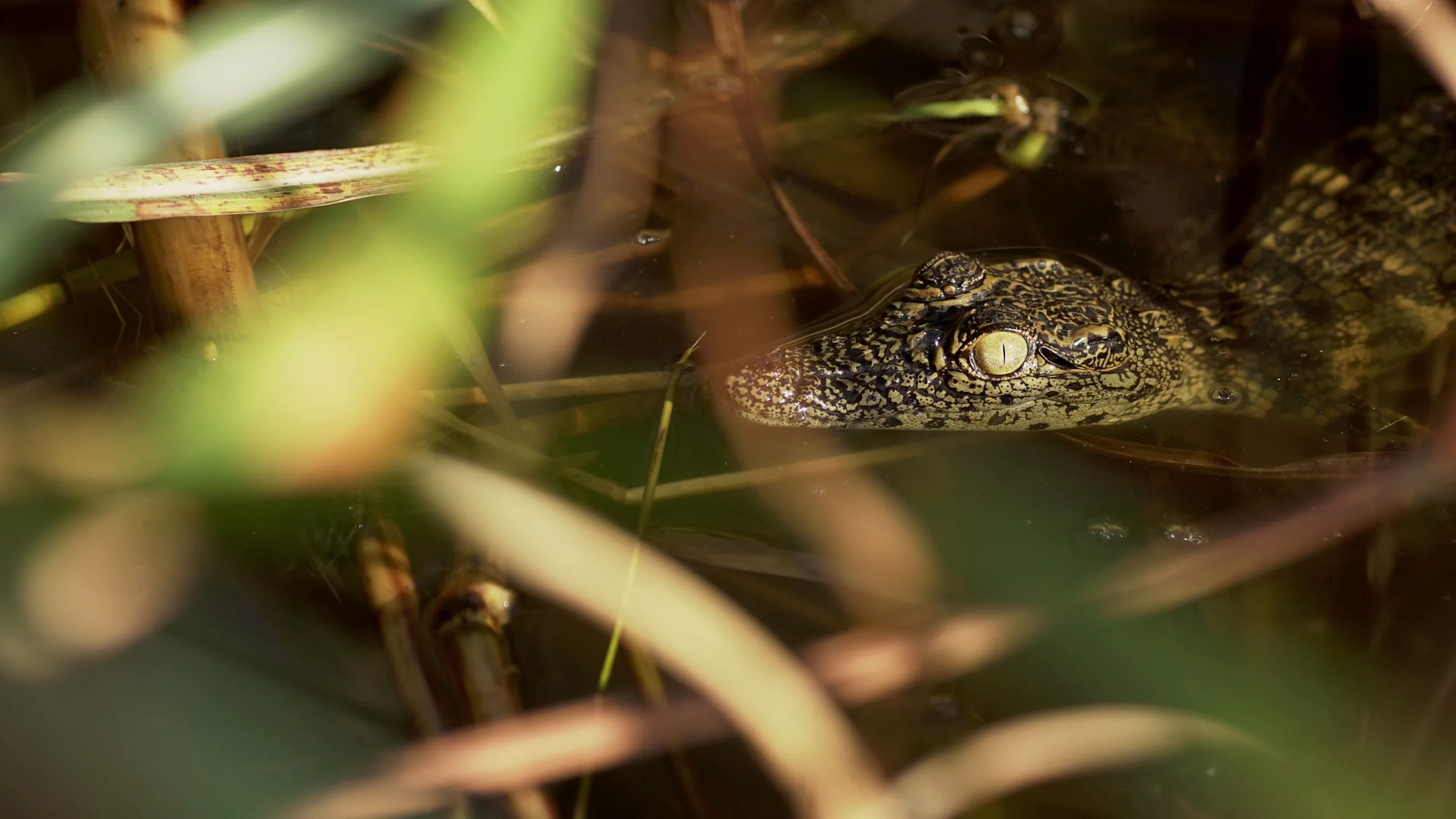Maravillas Ocultas de África