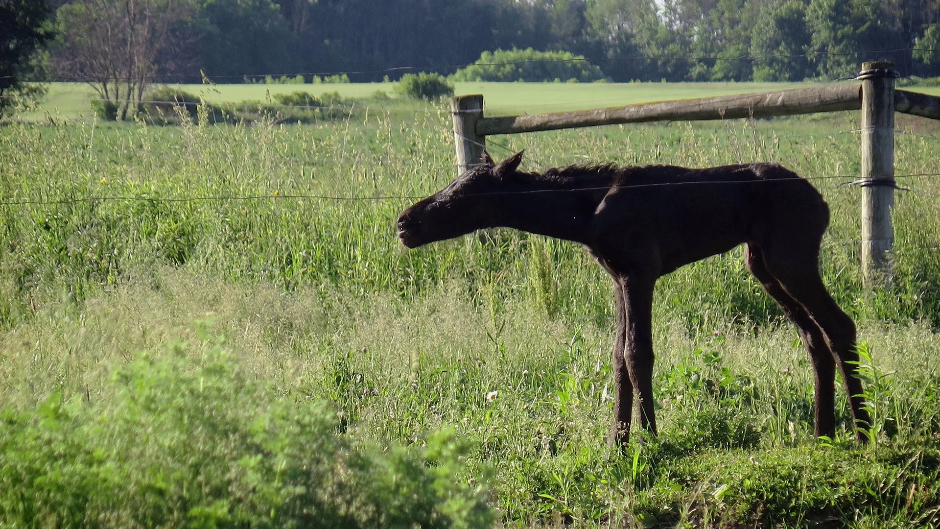 thumbnail - S10:E8 Foaly Moses!
