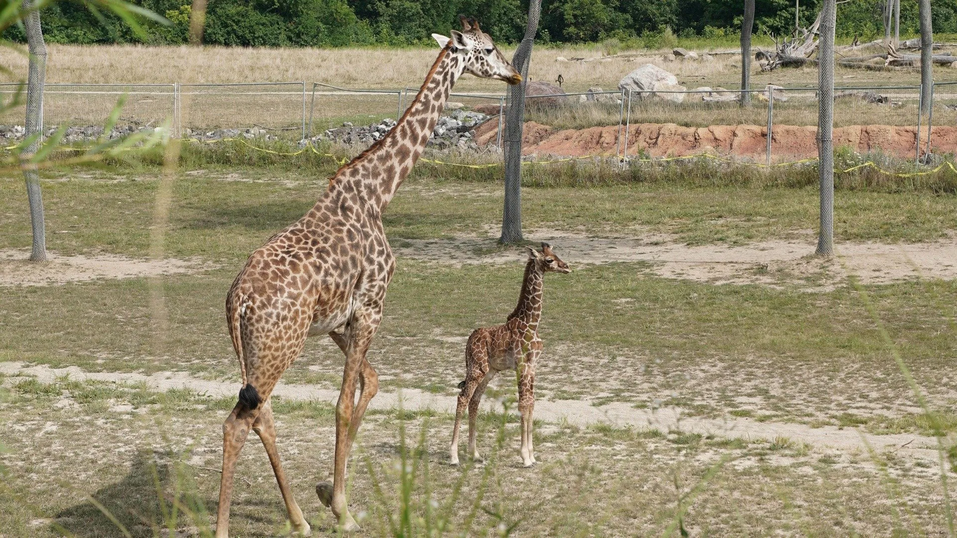 thumbnail - S5:E6 Giraffe-Ic Park