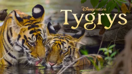 thumbnail - Tygrys