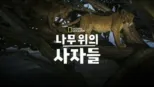 thumbnail - 나무 위의 사자들